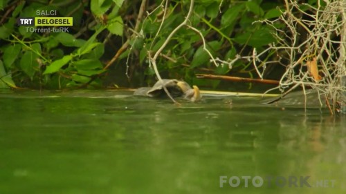 TRTBelgeselHDOrtadoguYabanHayatiBL01720pHDTvRipAC3BySALCITORK.mkv_snapshot_40.21_2017.04.12_16.18.27.jpg