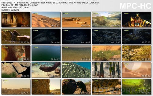 TRTBelgeselHDOrtadoguYabanHayatiBL02720pHDTvRipAC3BySALCITORK.mkv_thumbs_2017.04.13_10.23.58.jpg
