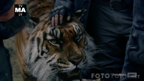 The.Walking.Dead.S08E02.720p.HDTV.x264-FLEET.mkv_snapshot_37.24_2017.10.31_05.23.39.jpg