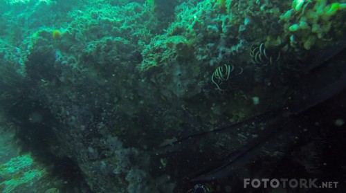 Open.Water.3.Cage.Dive.2017.m1080p.BluRay.x264-DUAL.TR.ENG.mkv_snapshot_00.04.07_2017.11.06_08.20.26.jpg