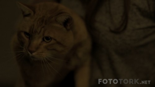 Totem-2017-720p-WEB-DL-x264-DUAL-TR-ENG-TORK.mkv_snapshot_00.38.11.jpg