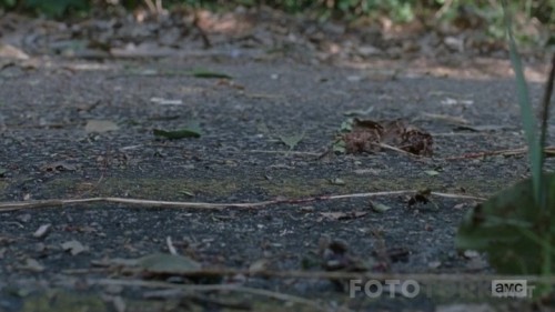 The-Walking-Dead-S08E11-HDTV-x264-SVA-TORK.mkv_snapshot_02.23.jpg