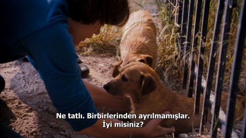 Kopek.Oteli.2009.NF.1080p.WEB-DL.E.AC3.DD5.1.DUAL.TR-ENG.TORK.mkv_snapshot_00.47.40.441.jpg
