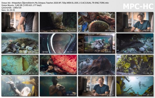 Ahtapottan.Ogrendiklerim.My.Octopus.Teacher.2020.NF.720p.WEB-DL.DD5.1-E.AC3.DUAL.TR-ENG.TORK.mkv_thumbs.jpg