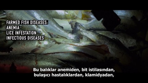 Seaspiracy.Denizlerdeki.Komplo.2021.NF.720p.WEB-DL.DD5.1-E.AC3.DUAL.TR-ENG.TORK.mkv_snapshot_01.04.53.721.jpg