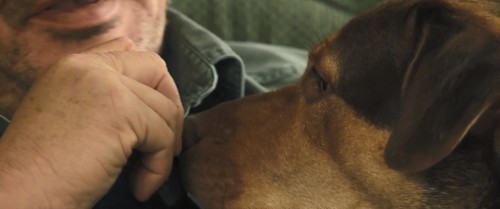 A.Dogs.Way.Home.2019.720p.BluRay.DD5.1.x264.AC3.DUAL.TR-ENG.TORK.mkv_snapshot_00.17.14.250.jpg