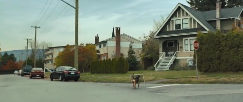 A.Dogs.Way.Home.2019.BRRip.XviD.TRDUB.TORK.avi_snapshot_00.22.02.215.jpg
