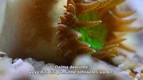 Baloncuk.Resifin.Mucizeleri.PuffWonders.of.the.Reef.2021.NF.1080p.WEB-DL.x264.DD5.1.E.AC3.DUAL.TR-ENG.TORK.mkv_snapshot_28.46.178.jpg