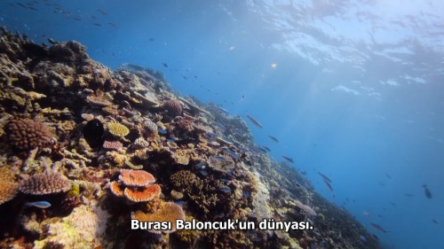 Baloncuk.Resifin.Mucizeleri.PuffWonders.of.the.Reef.2021.NF.720p.WEB-DL.x264.DD5.1.E.AC3.DUAL.TR-ENG.TORK.mkv_snapshot_01.41.723.jpg