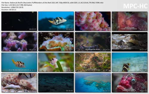 Baloncuk.Resifin.Mucizeleri.PuffWonders.of.the.Reef.2021.NF.720p.WEB-DL.x264.DD5.1.E.AC3.DUAL.TR-ENG.TORK.mkv_thumbs.jpg