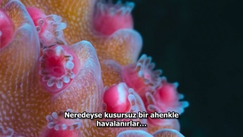 Baloncuk.Resifin.Mucizeleri.PuffWonders.of.the.Reef.2021.NF.HDRip.WEB-DL.x264.AAC.TRDUB.TORK.mkv_snapshot_10.29.666.jpg