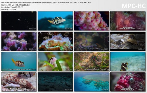 Baloncuk.Resifin.Mucizeleri.PuffWonders.of.the.Reef.2021.NF.HDRip.WEB-DL.x264.AAC.TRDUB.TORK.mkv_thumbs.jpg