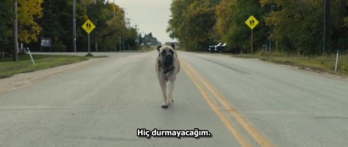 Dostumun.Yolculugu.A.Dogs.Journey.2019.BDRip.x264.AC3.TR.TORK.mkv_snapshot_00.56.13.398.jpg