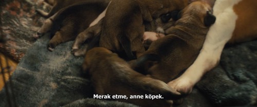 Dostumun.Yolculugu.A.Dogs.Journey.2019.BluRay.1080p.x264.AC3.DUAL.TR-ENG.TORK.mkv_snapshot_00.17.51.246.jpg