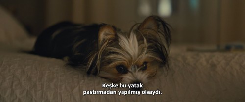 Dostumun.Yolculugu.A.Dogs.Journey.2019.BluRay.1080p.x264.AC3.DUAL.TR-ENG.TORK.mkv_snapshot_01.18.30.109.jpg