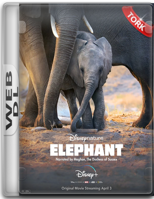 Fil.Elephant.2020.DSNP.WEB-DL.1080p.x264.AC3.DUAL.TR-ENG.TORK.png