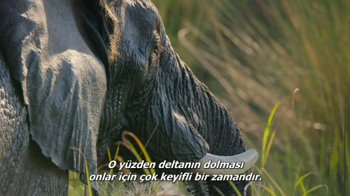 Fil.Elephant.2020.DSNP.WEB-DL.1080p.x264.AC3.DUAL.TR-ENG.TORK.mkv_snapshot_00.01.49.611.jpg