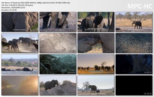 Fil.Elephant.2020.DSNP.WEB-DL.1080p.x264.AC3.DUAL.TR-ENG.TORK.mkv_thumbs.jpg