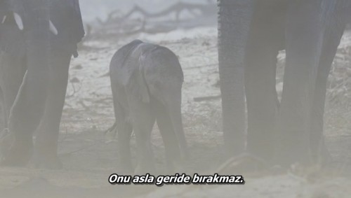 Fil.Elephant.2020.DSNP.WEB-DL.x264.AC3.TR.TORK.mkv_snapshot_00.36.51.598.jpg