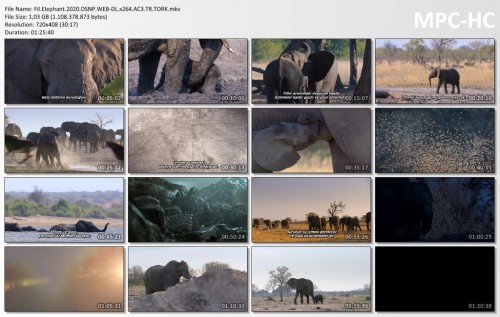 Fil.Elephant.2020.DSNP.WEB-DL.x264.AC3.TR.TORK.mkv_thumbs.jpg