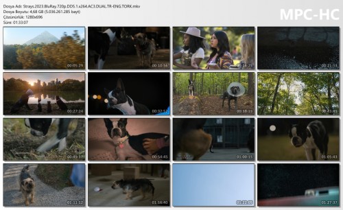 Strays.2023.BluRay.720p.DD5.1.x264.AC3.DUAL.TR-ENG.TORK.mkv_thumbs.jpg