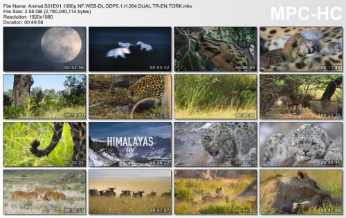 Animal.S01E01.1080p.NF.WEB-DL.DDP5.1.H.264.DUAL.TR-EN.TORK.mkv_thumbs_2024.08.16_12.05.59.jpg