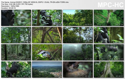 Animal.S02E01.1080p.NF.WEB-DL.DDP5.1.DUAL.TR-EN.x264-TORK.mkv_thumbs_2024.08.16_15.28.18.jpg