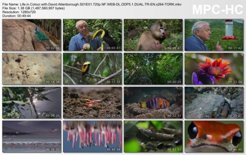 Life.in.Colour.with.David.Attenborough.S01E01.720p.NF.WEB-DL.DDP5.1.DUAL.TR-EN.x264-TORK.mkv_thumbs_2024.08.18_18.14.26.jpg