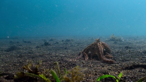 octopus5.jpg