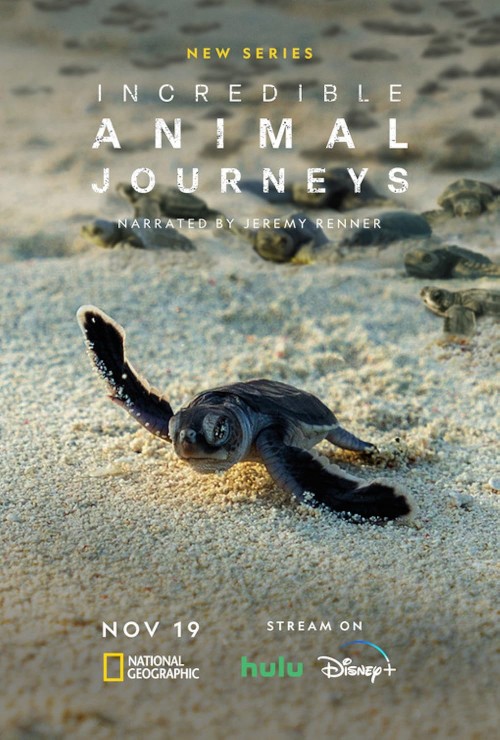 animal.journey.jpg