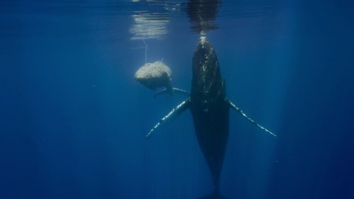 animal.journey2.jpg