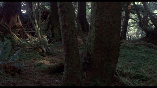 Benji.the.Hunted.1987.DSNP.WEB-DL.1080p.H264.AAC.MULTI.TORK.mkv_snapshot_00.39.37.006.jpg