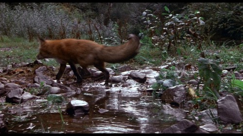 Benji.the.Hunted.1987.DSNP.WEB-DL.1080p.H264.AAC.MULTI.TORK.mkv_snapshot_00.56.48.529.jpg