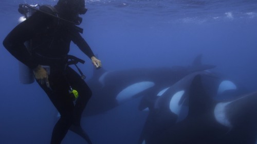 Secrets.Of.The.Whales.2.jpg