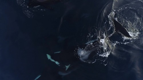Secrets.Of.The.Whales.3.jpg
