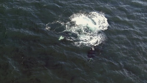 Secrets.Of.The.Whales.4.jpg