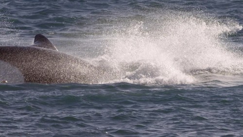 Secrets.Of.The.Whales.5.jpg